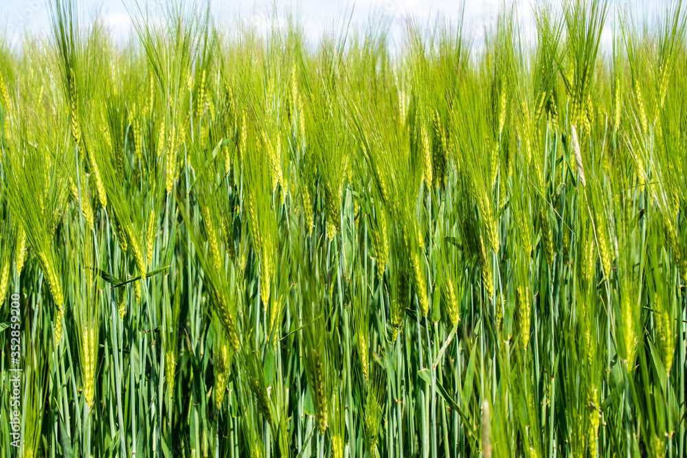 Obraz premium barley closeup