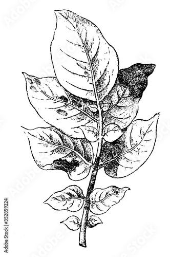 Potato Leaf Attacked by Phytophthora Infestans, vintage illustration. photo