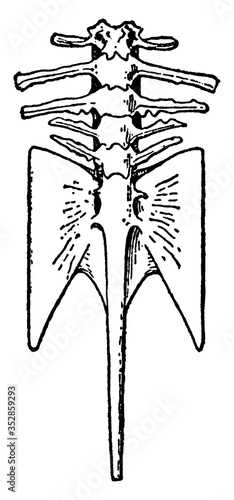 Vertebral Column of Hymenochirus, vintage illustration. photo