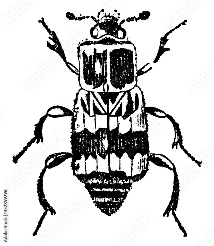 Carrion Beetle, vintage illustration.