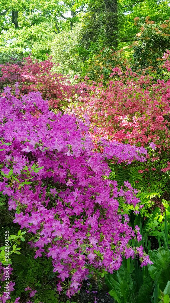 Isabella Plantation in Richmond Park, United Kingdom. Isabella Plantation in Richmond Park, United Kingdom.