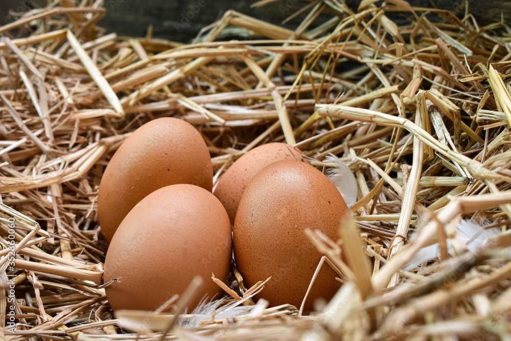 Many eggs in the nest are made from straw. Food obtained from chickens on farms. Healthy products from farmers. Products from rural areas. Many eggs in the nest are made from straw. Food obtained from chickens on farms. Healthy products from farmers. Products from rural areas.