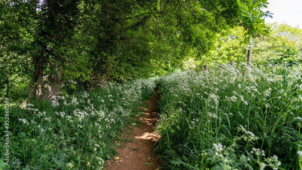A treelined path through a small wood A treelined path through a small wood