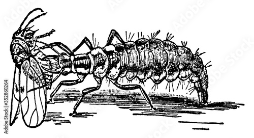 Lacewing fly, vintage illustration.