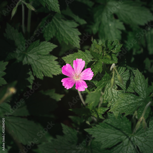 An endres cranesbill flower surrounded by ush green vegetation and plants photo