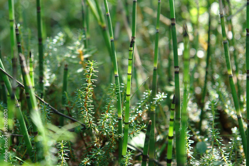Flora of Siberia: the young shoots of Equisetum hyemale (rough or scouringrush horsetail, scouring rush) and tiny shrubs of Empetrum sibiricum (Siberian Crowberry), close-up, selective focus