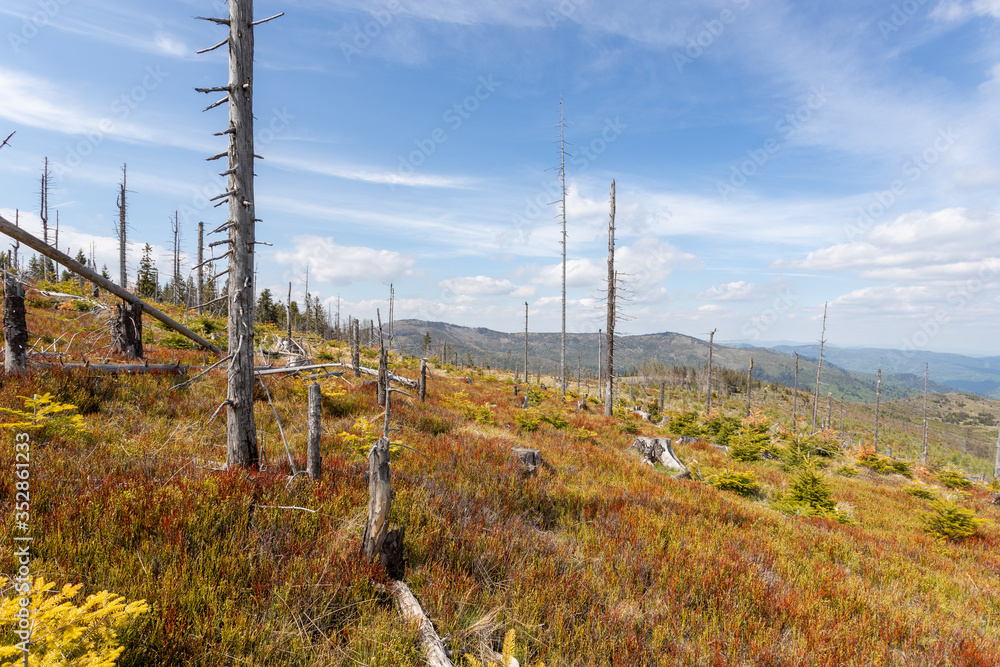 Obraz premium Dead trees, empty forest in the mountains