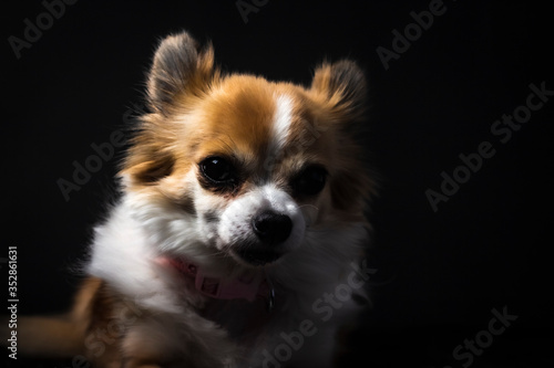 Long haired Chihuahua studio portrait