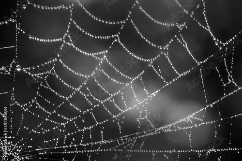 Spider web close up with dew drops in black and white