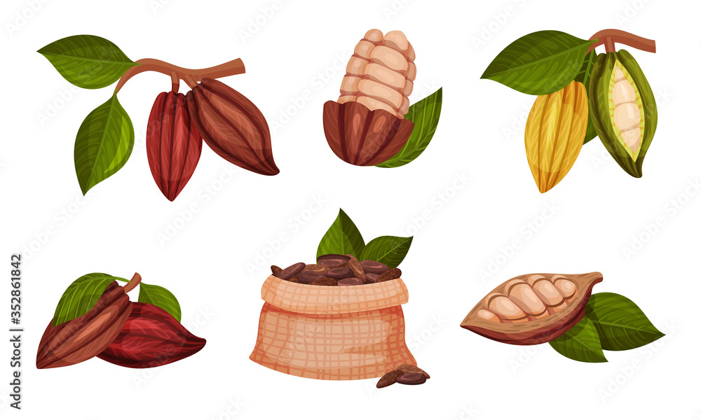 Cocoa Beans in Pods Hanging on Tree Branch Vector Set Cocoa Beans in Pods Hanging on Tree Branch Vector Set