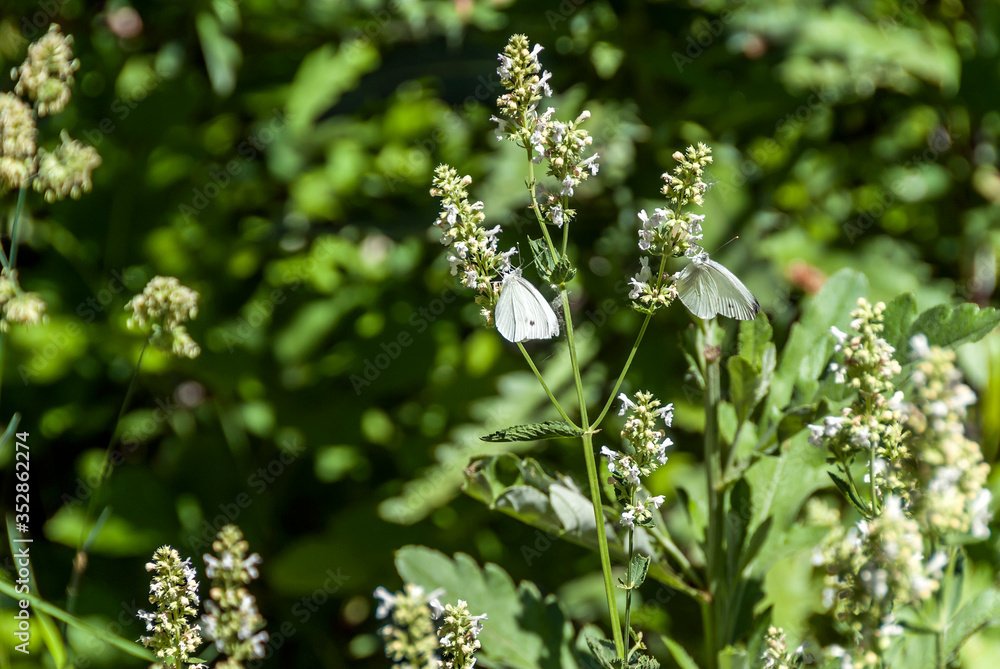 Gumushane, Turkey - 11 July, 2017: Southern Small White, Pieris Mannii. National Nature Park, Kelkit Butterfly Valley. Gumushane, Turkey - 11 July, 2017: Southern Small White, Pieris Mannii. National Nature Park, Kelkit Butterfly Valley.