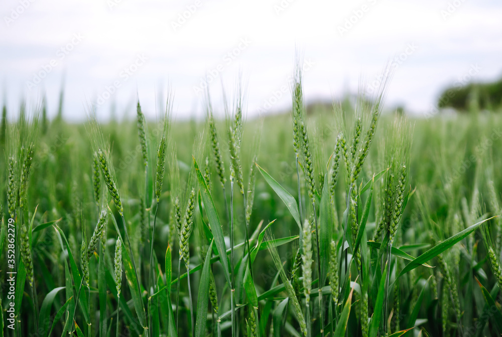 Unripe wheat - green wheat field. Agricultural growth and farming business concept. Unripe wheat - green wheat field. Agricultural growth and farming business concept.