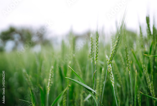 Unripe wheat - green wheat field. Agricultural growth and farming business concept.