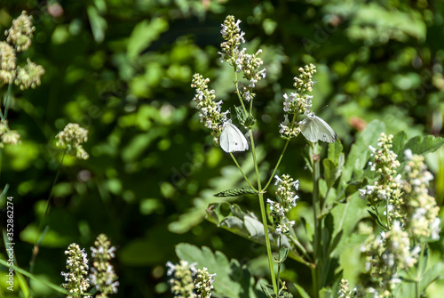 Gumushane, Turkey - 11 July, 2017: Southern Small White, Pieris Mannii. National Nature Park, Kelkit Butterfly Valley. photo