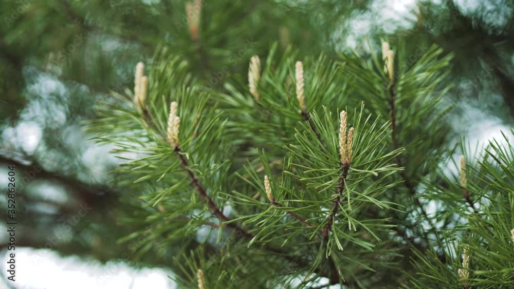 Spring. Fresh pine branches. The young shoots of the coniferous tree. Spring. Fresh pine branches. The young shoots of the coniferous tree.