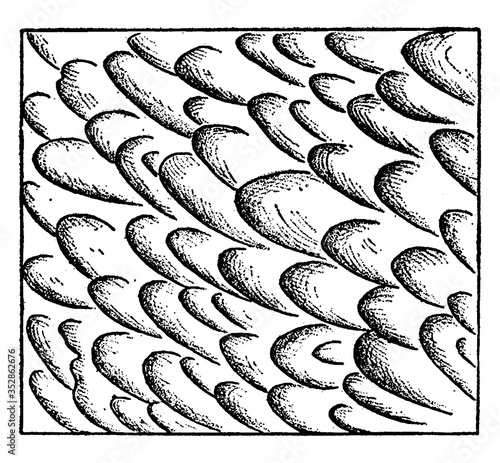 Ripple Mark On Sand, vintage illustration.