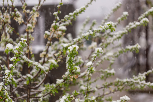 Snow on the flowers of a blossoming cherry  which fell in the second half of April.
