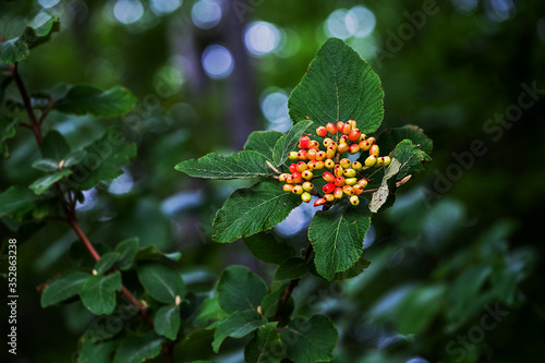 fruits of the woolly snowball photo