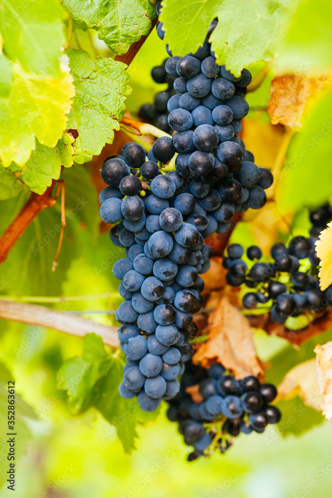 Naklejka premium Pinot Noir Grapes in Yarra Valley Australia