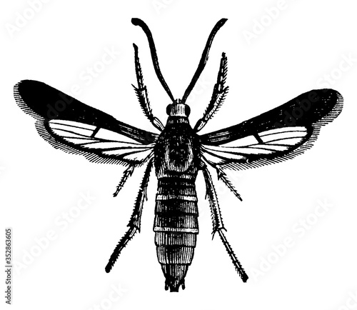 Grapevine Root Borer (Moth), vintage illustration.