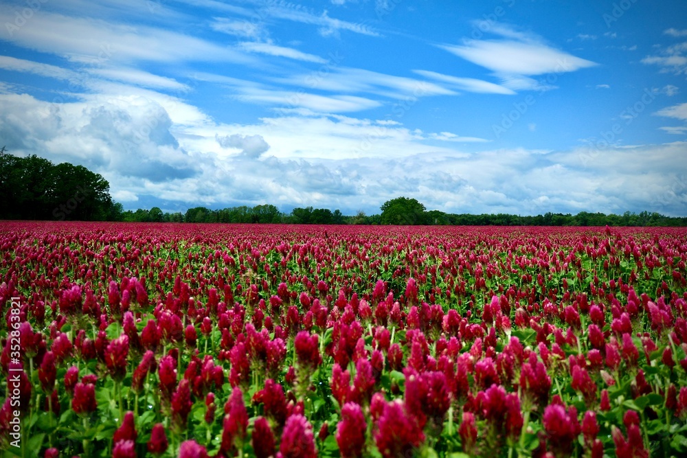 Beautiful red field and blue sky with white clouds - trifolium incarnatum