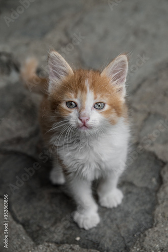 Little cat in the yard