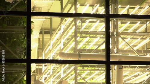 Seedlings on the shelves in growbox photo