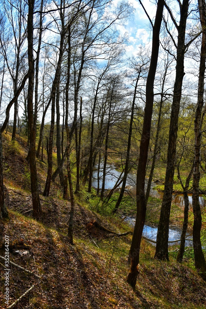 Fototapeta premium forest