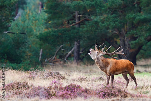 Red deer stag bellowing on a field with heather in the forest in the rutting season in Hoge Veluwe National Park in the Netherlands photo