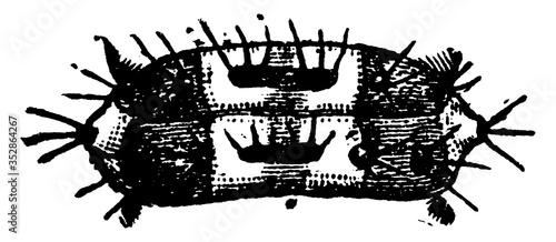 Beetle, vintage illustration.