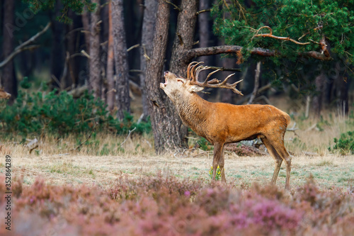 Red deer stag bellowing on a field with heather in the forest in the rutting season in Hoge Veluwe National Park in the Netherlands © henk bogaard
