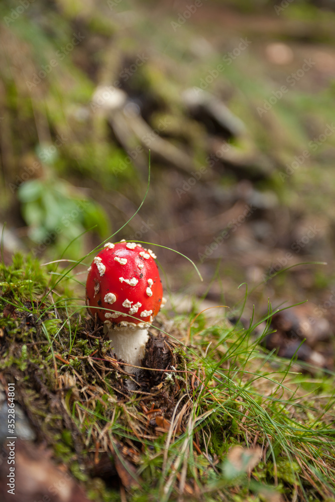 Young Amanita Muscaria grown up inside a forest in Dolomites (Italy) Young Amanita Muscaria grown up inside a forest in Dolomites (Italy)