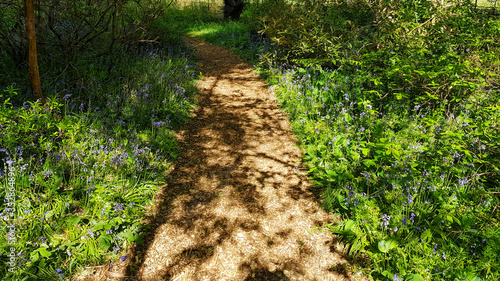 Isabella Plantation in Richmond Park, United Kingdom. photo