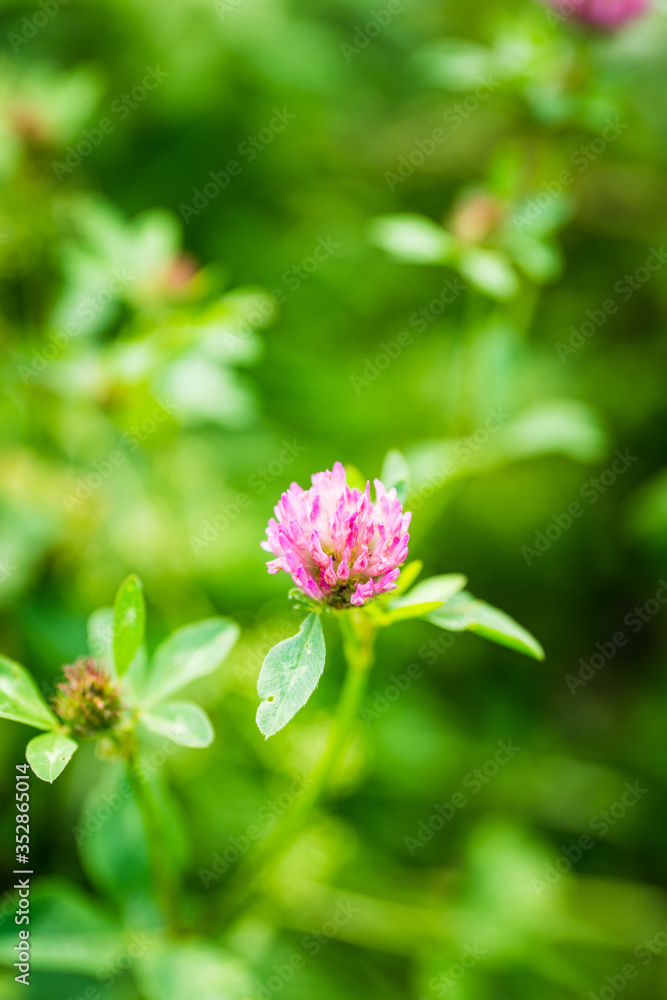 Blooming clover (Trifolium pratense) in the garden. Selective focus. Blooming clover (Trifolium pratense) in the garden. Selective focus.
