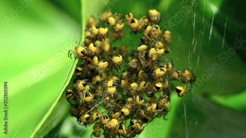 A lot of baby cross spiders