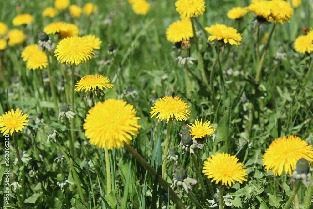 yellow dandelions on the green grass in the meadow in spring yellow dandelions on the green grass in the meadow in spring