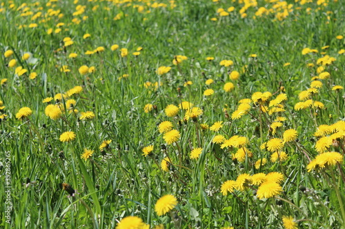 yellow dandelions on the green grass in the meadow in spring