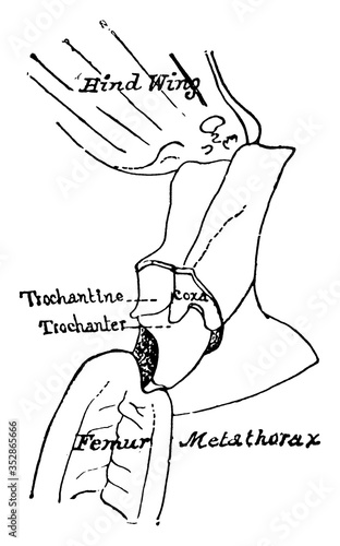 Grasshopper Metathorax Section, vintage illustration.
