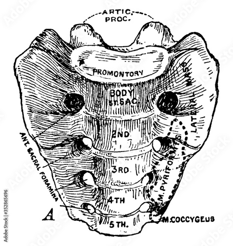 Human Sacrum, vintage illustration.