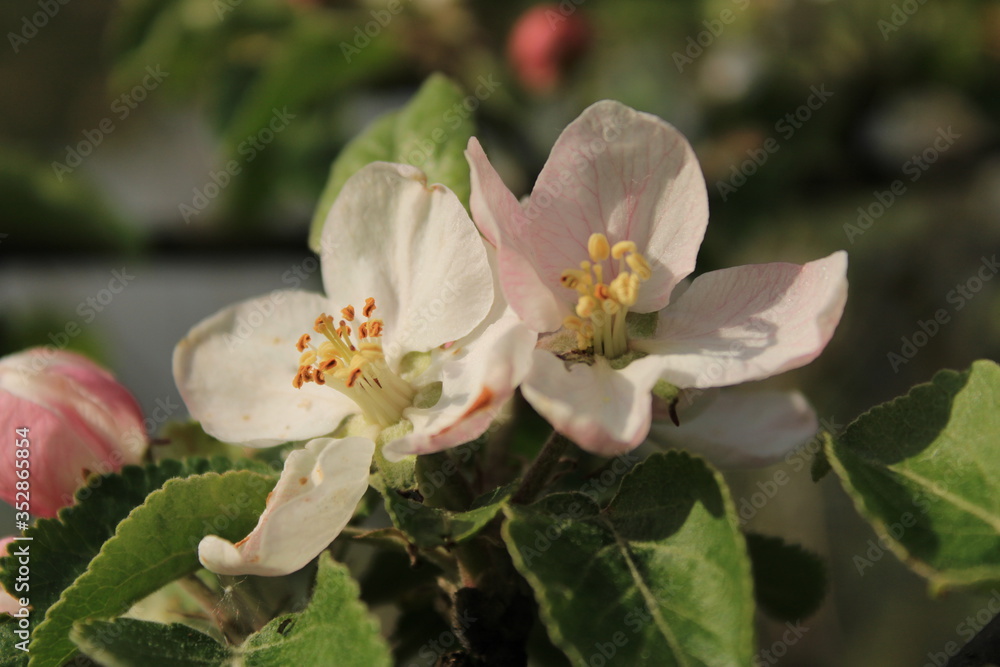 Obraz premium Spring flowering in a city forest park