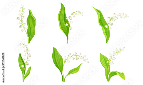 White Bellflower or Campanula on Stem with Green Leaf Vector Set