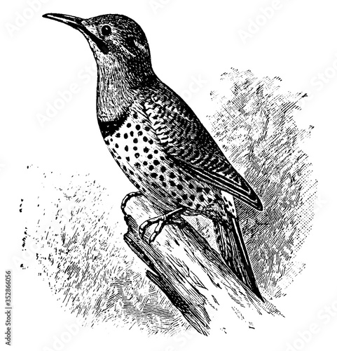 Northern Flicker, vintage illustration.