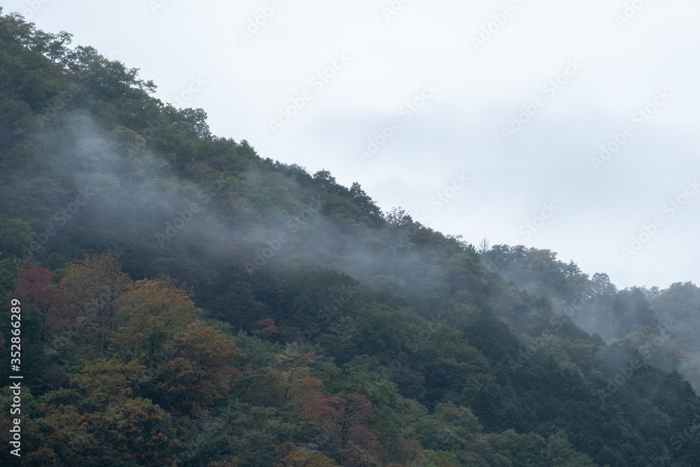 The forest and mountain of Japan between the epidemic COVID-19