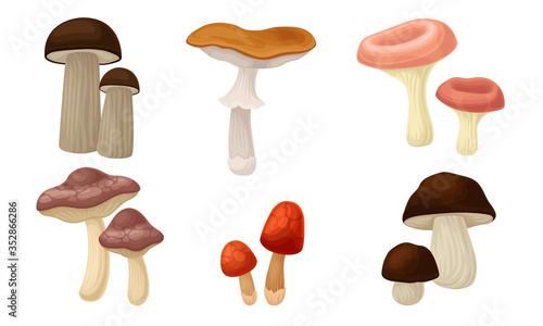 Edible Forest Mushrooms or Toadstools with Stem and Cap Isolated on White Background Vector Set