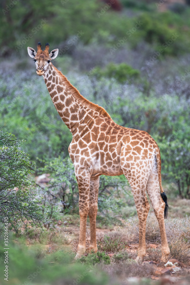 Giraffe Giraffe