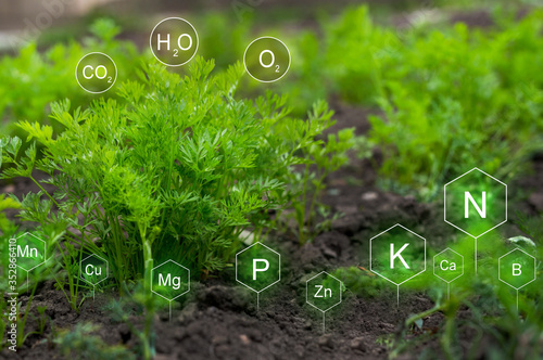 Fertilization and the role of nutrients in carrot plant life development. Soil with digital mineral nutrients icon.