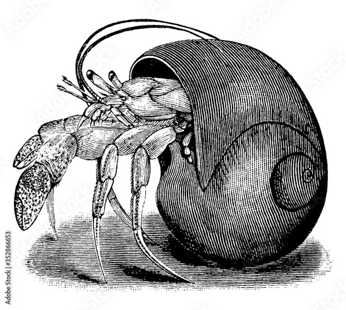 Fotografie, Tablou Hermit Crab, vintage illustration.