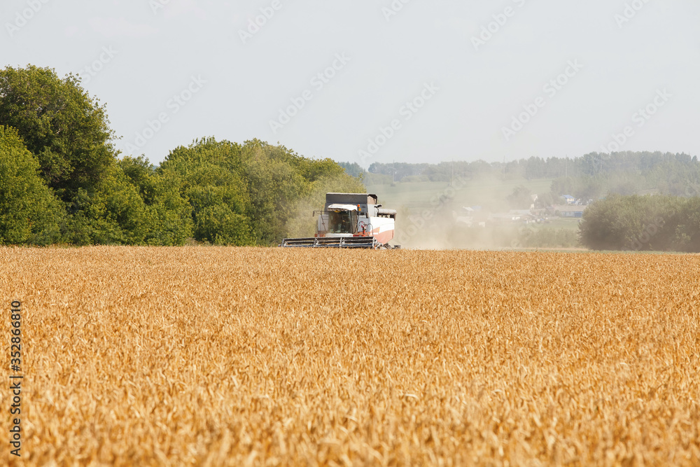 Fototapeta premium Combine harvester working in a very wide wheat field