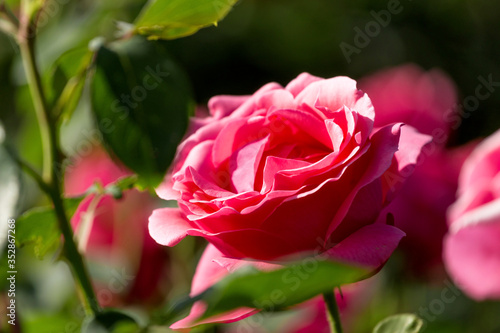 Wallpaper Mural Chinese rose in full bloom Torontodigital.ca