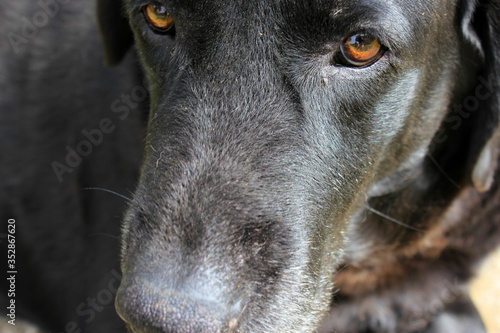 Closeup of a Labrador dog sitting. Black hair and honey-colored eyes.